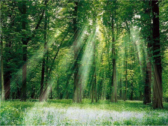 Gỗ tự nhiên là gì - Ưu, nhược điểm của gỗ tự nhiên